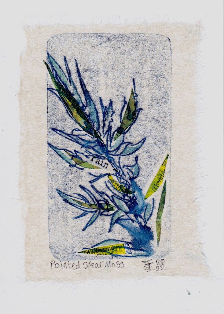 A monoprint collage of Pointed Spear Moss with spiky Blue green a leaves. Newsprint text reads 'rain' 'I love' and 'ground'.